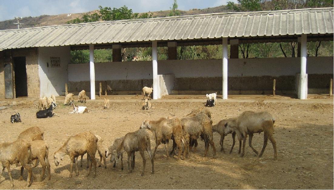 housing of sheep